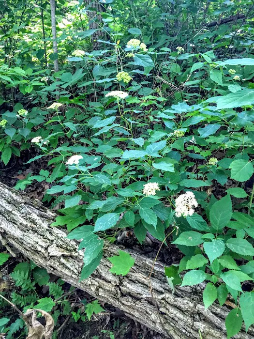 Brown Fork Gap Shelter Picture 9
