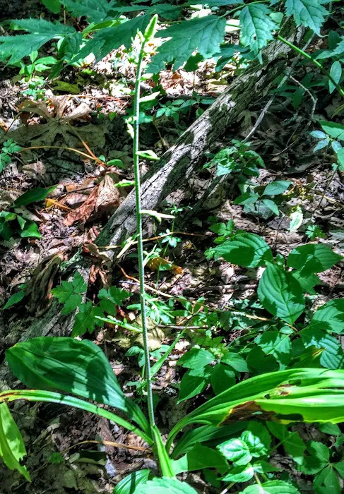 Brown Fork Gap Shelter Picture 4