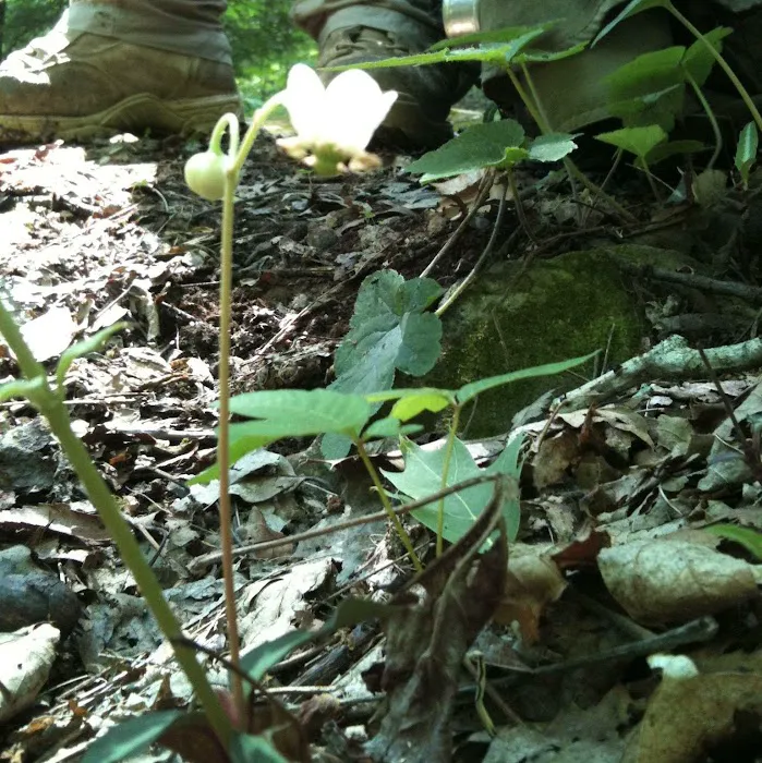 Brown Fork Gap Shelter Picture 5