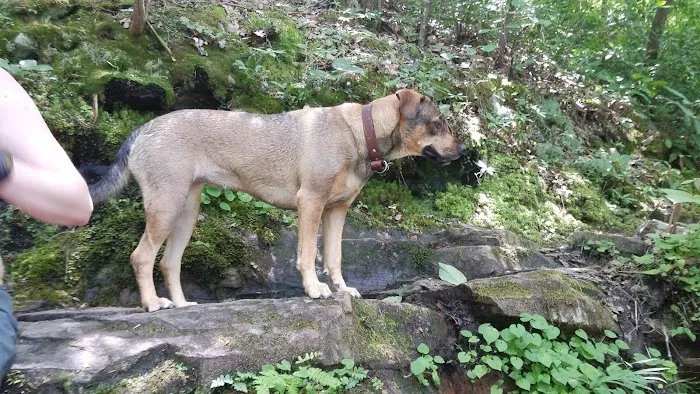 Brown Fork Gap Shelter Picture 8