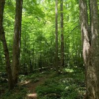 Backcountry Camp 77, Pilkey Creek ico