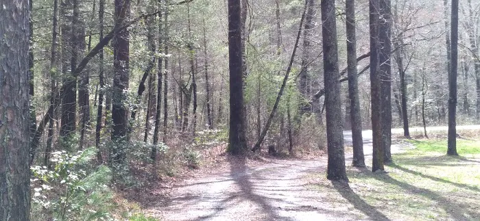 Huskins Branch Campground Picture 8