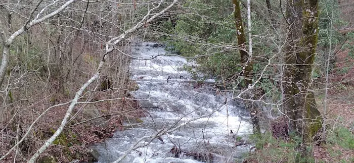 Huskins Branch Campground Picture 9