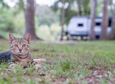 Suwannee RV Campground Retreat