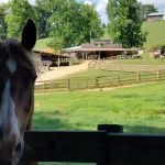Trackrock Stables