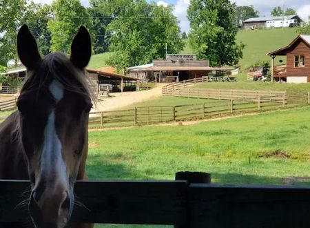 Trackrock Stables