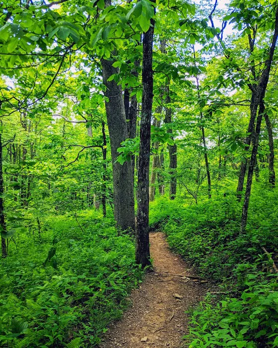 Whitley Gap Shelter Picture 3