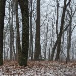 Whitley Gap Shelter