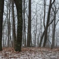 Whitley Gap Shelter ico