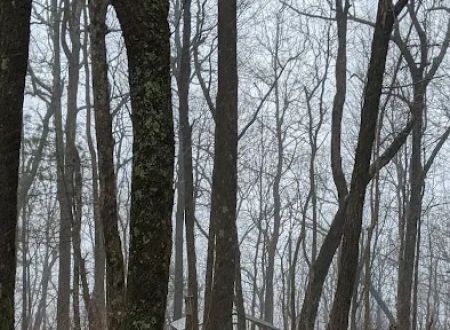 Whitley Gap Shelter