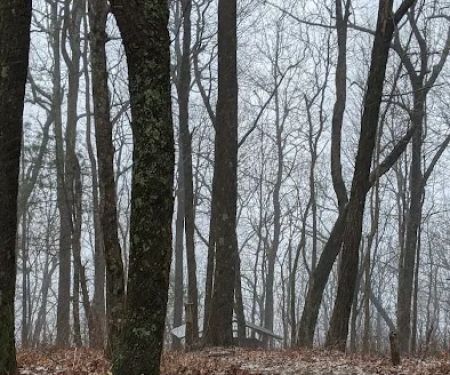 Whitley Gap Shelter