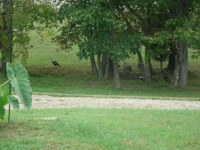 Ballyhoo Family Campground Picture 7