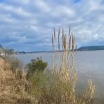Gantt Lake RV Park and Rentals