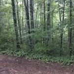 Horse Cove Campground, Cheoah Ranger District, Nantahala National Forest