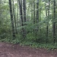 Horse Cove Campground, Cheoah Ranger District, Nantahala National Forest ico