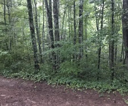 Horse Cove Campground, Cheoah Ranger District, Nantahala National Forest