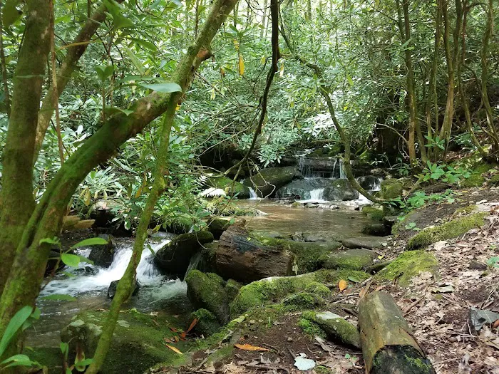 Horse Cove Campground, Cheoah Ranger District, Nantahala National Forest Picture 4