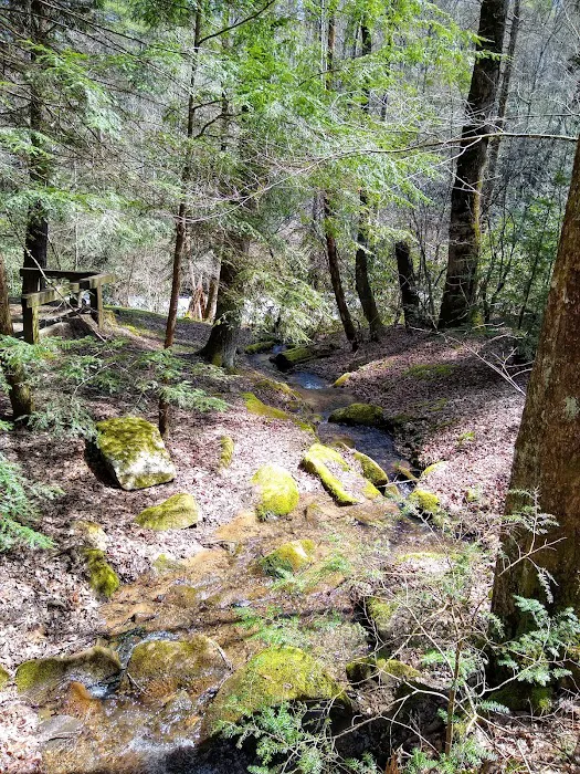 Horse Cove Campground, Cheoah Ranger District, Nantahala National Forest Picture 10