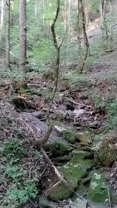 Cherokee National Forest Citico Creek Campsite 3 Picture 6