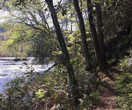 Cherokee National Forest Citico Creek Campsite 3