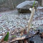 Citico Creek Campsite 9
