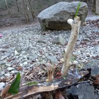 Citico Creek Campsite 9 ico