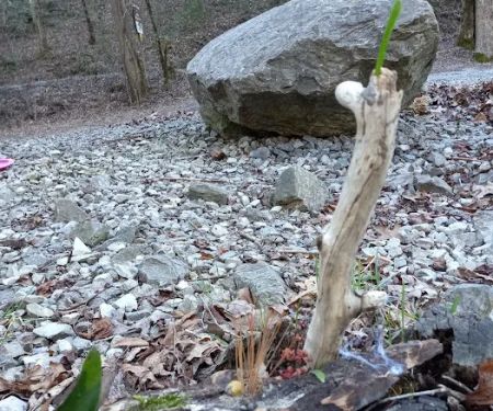 Citico Creek Campsite 9