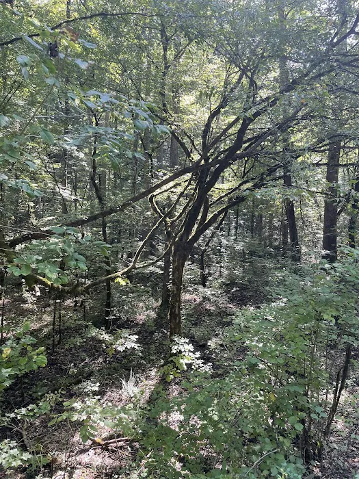 Citico Creek Campsite 9 Picture 4