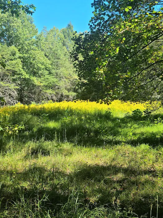 Indian Boundary Campground Picture 2