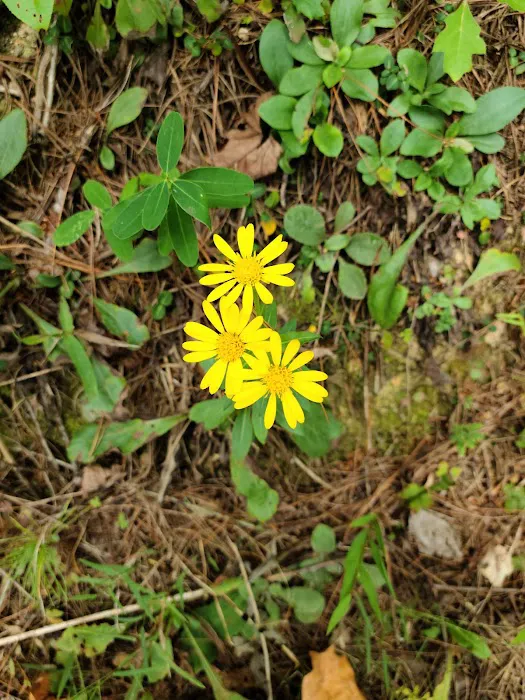 Indian Boundary Campground Picture 1