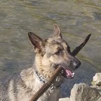 Rhea Springs Campground ico