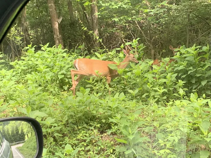 Ten Mile Campground Picture 5