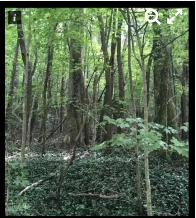 Nettlecarrier Creek Camp Picture 6