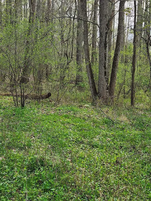 Nettlecarrier Creek Camp Picture 8