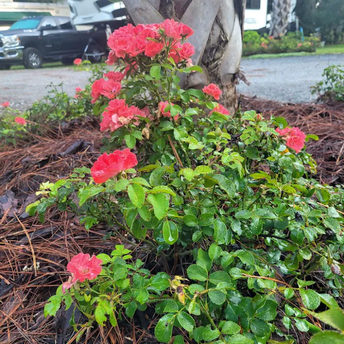 Manatee Springs RV Park Picture 2