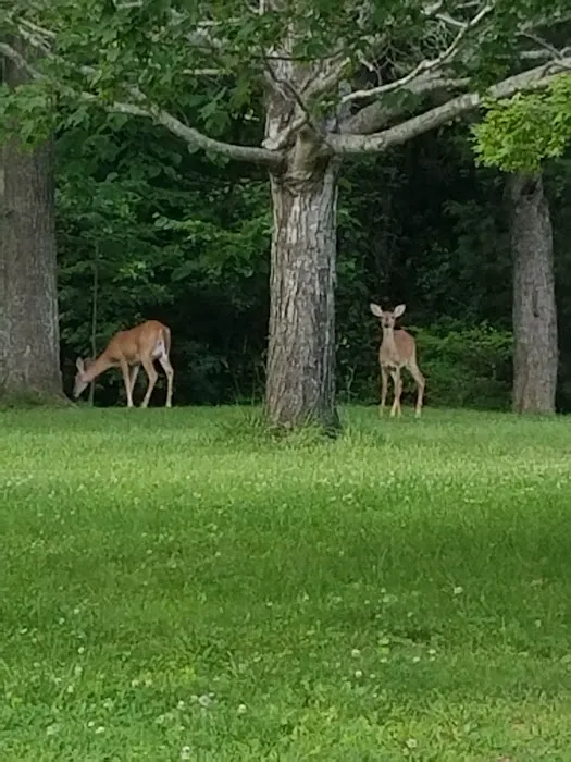 Moutardier Campground Picture 6