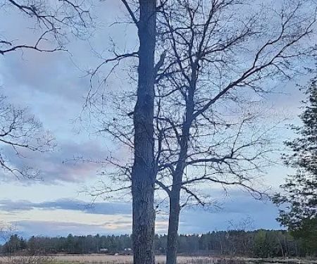 Campsite 6D AuSable River Rustic