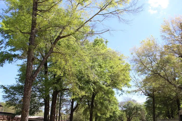 Wandering Oaks RV Park Picture 2