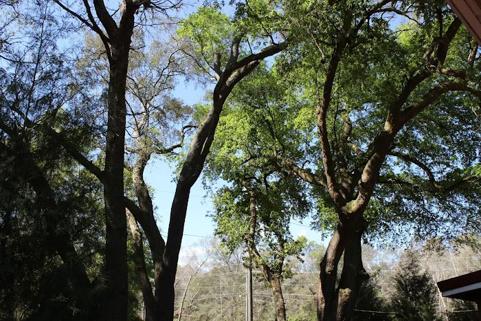 Wandering Oaks RV Park Picture 5