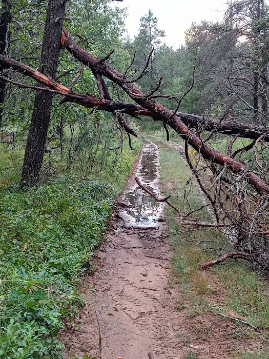 Cathedral Pines Campground Picture 10