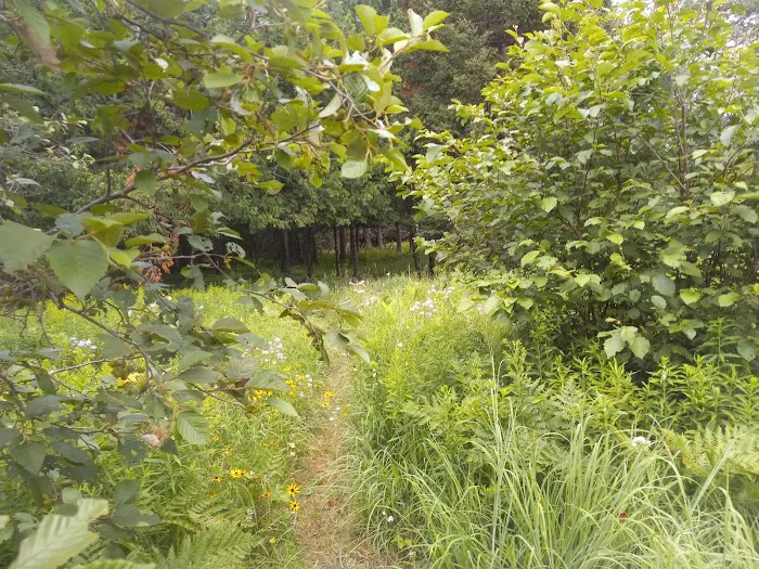 Buttercup Campground Picture 5