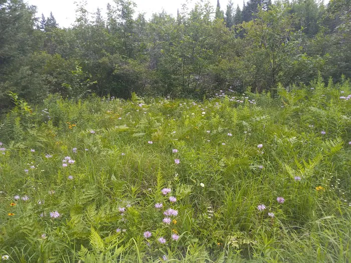 Buttercup Campground Picture 10