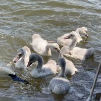 Loomis Landing Campground and Marina ico