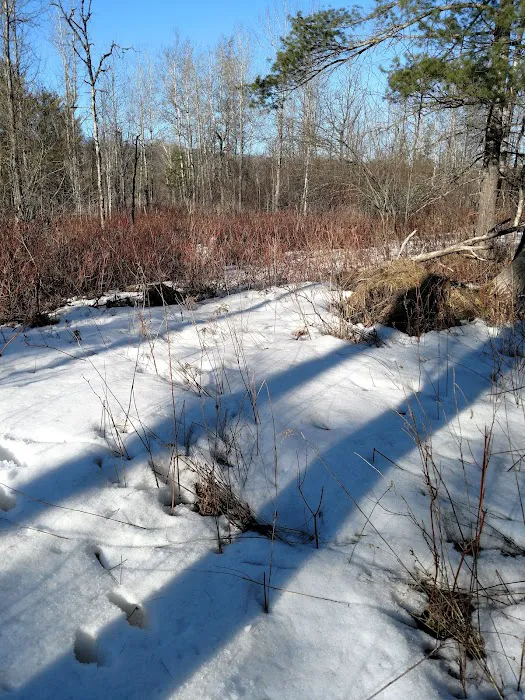 Scheck's Place State Forest Campground Picture 5