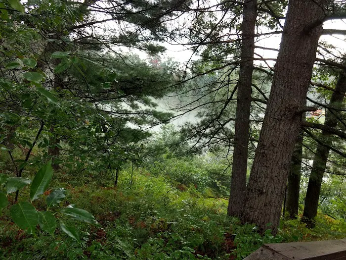Manistee River Bridge State Forest Campground Picture 7