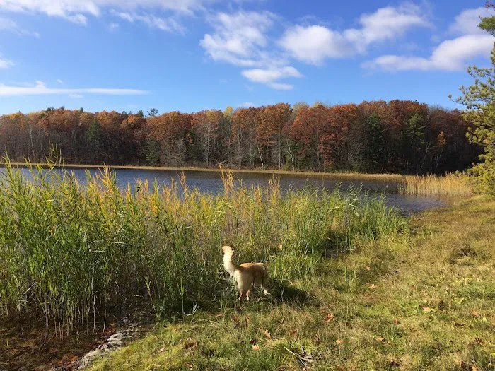 Guernsey Lake Campground Picture 8