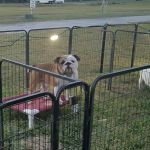 Wandering Oaks RV Park