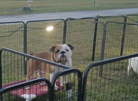 Wandering Oaks RV Park