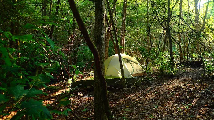 Upper Poly Branch Campsite Picture 4