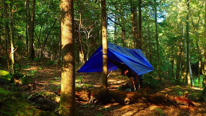 Upper Poly Branch Campsite Picture 2